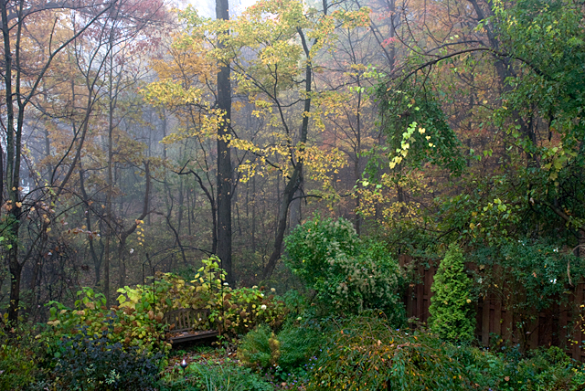 Garden in the Mist image