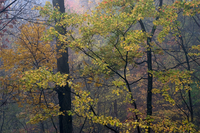 Impressionistic Leaves image