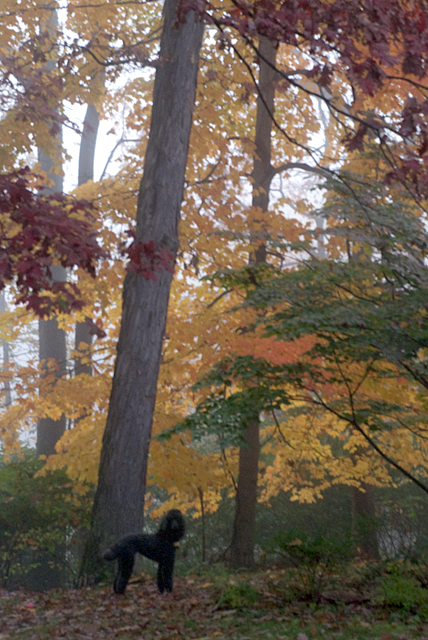 Angel Eyes in the maples