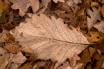 dewy oak leaf