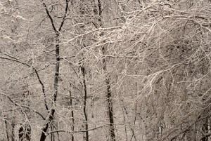 Snowy Woods