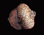image of acorn