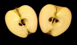 image of apple with seeds