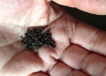 image of larkspur seeds in hand