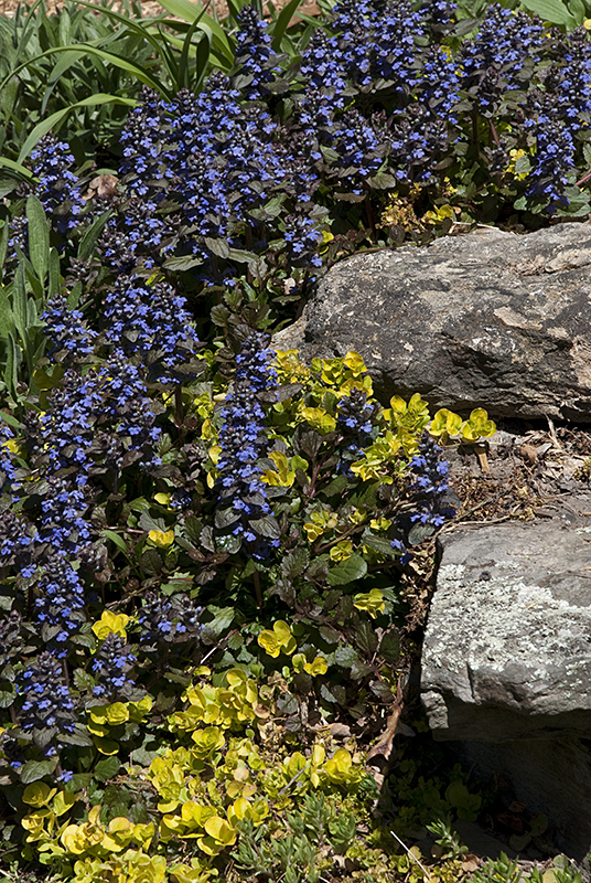 Ajuga in Bloom