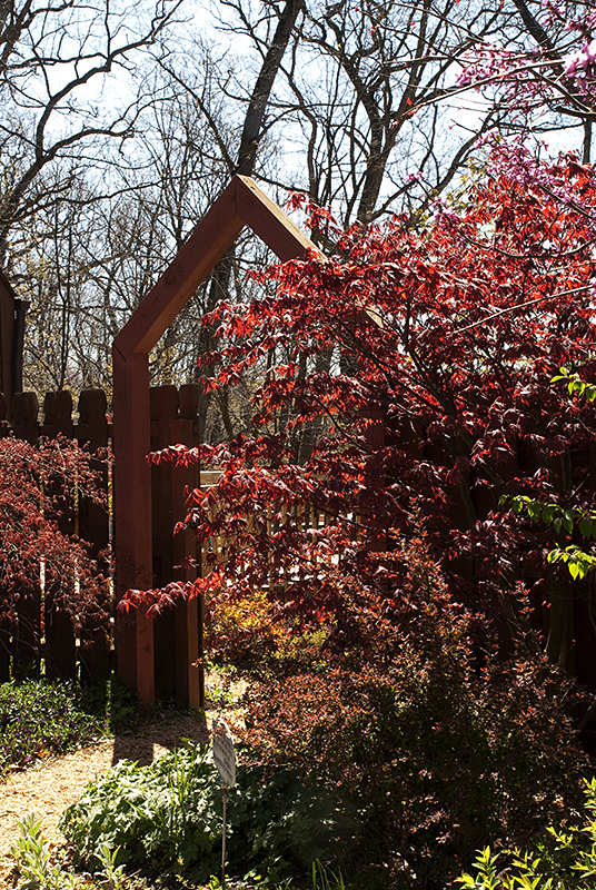 Gateway and Bloodgood Maple