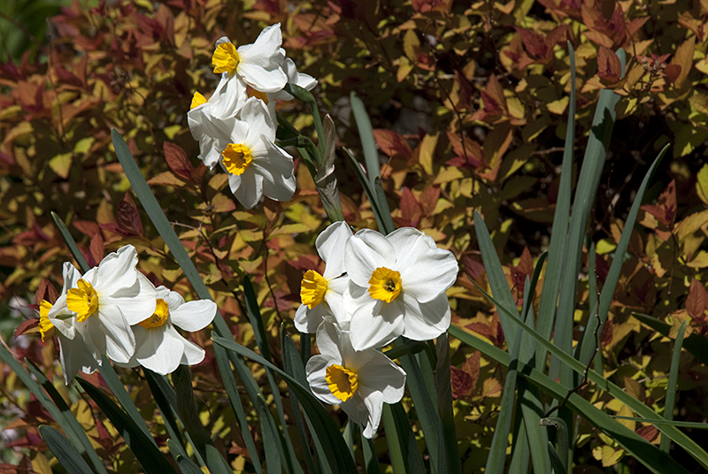 Daffodil and Spirea