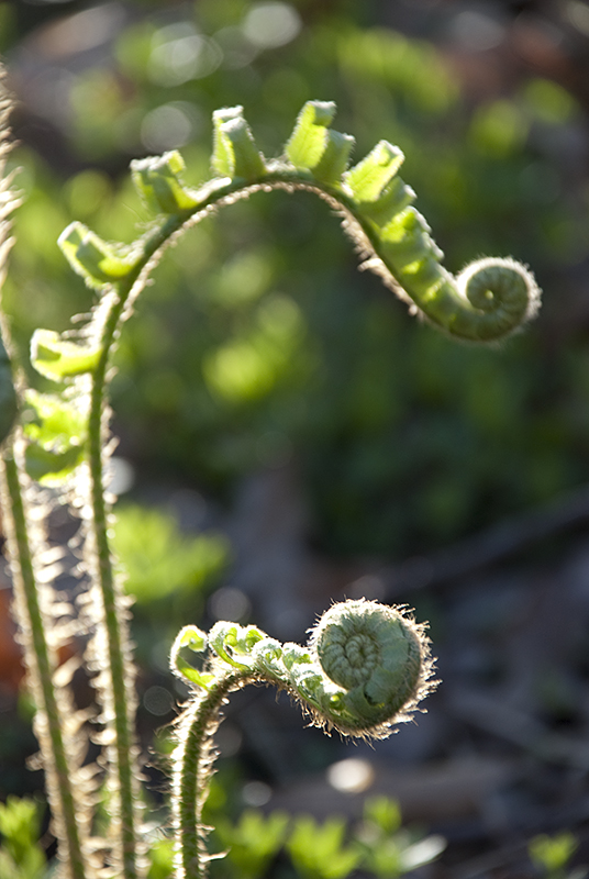 Fern Head Unfolding