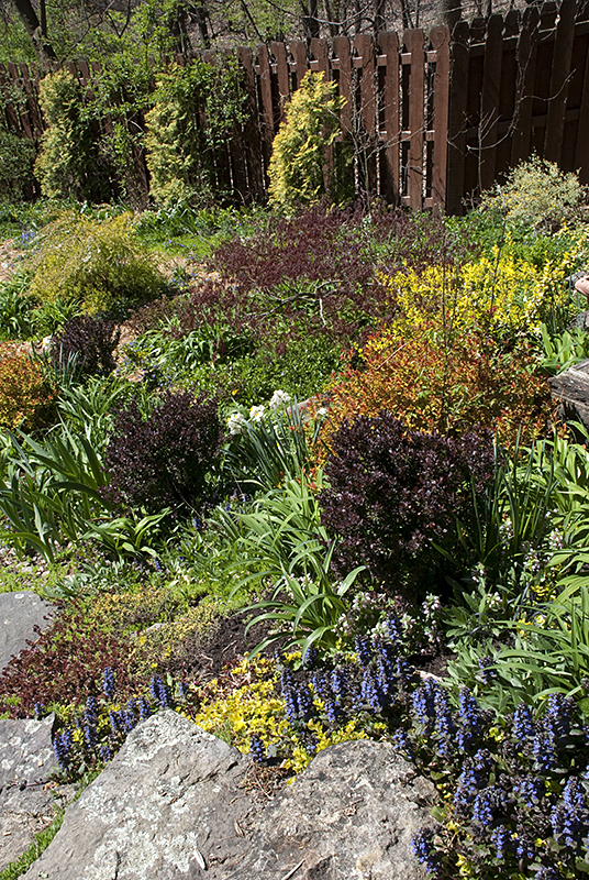 Down the April Hillside