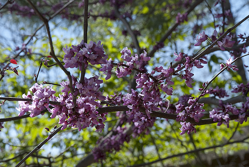 Redbud Blossoms