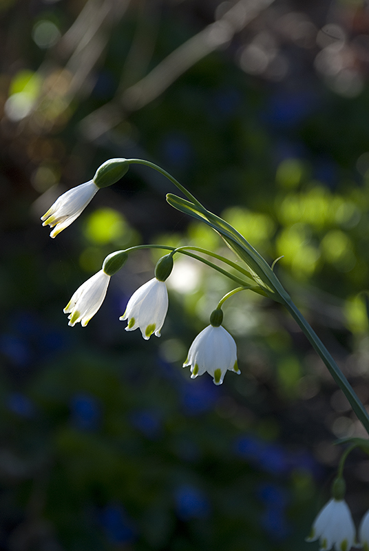 Snowbell Blossoms