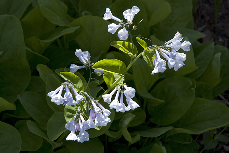 Virginia Bluebells