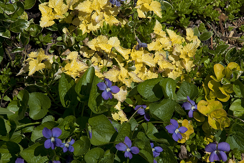 Violets and Golden Lamium