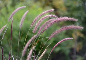 Red pennisetum