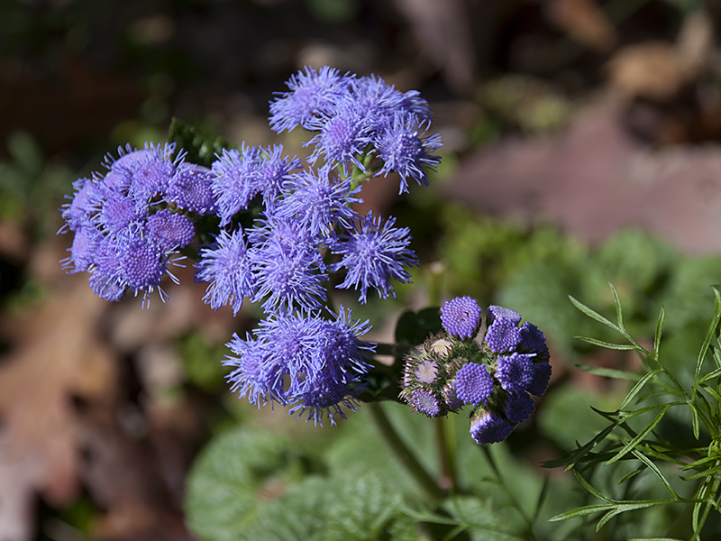 Ageratum Blue Horizon