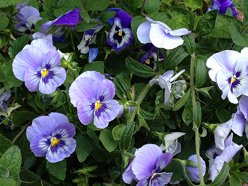 Blue pansies