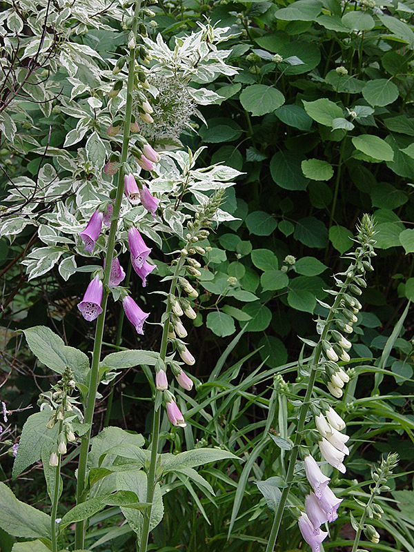 Pink "Foxy" foxglove