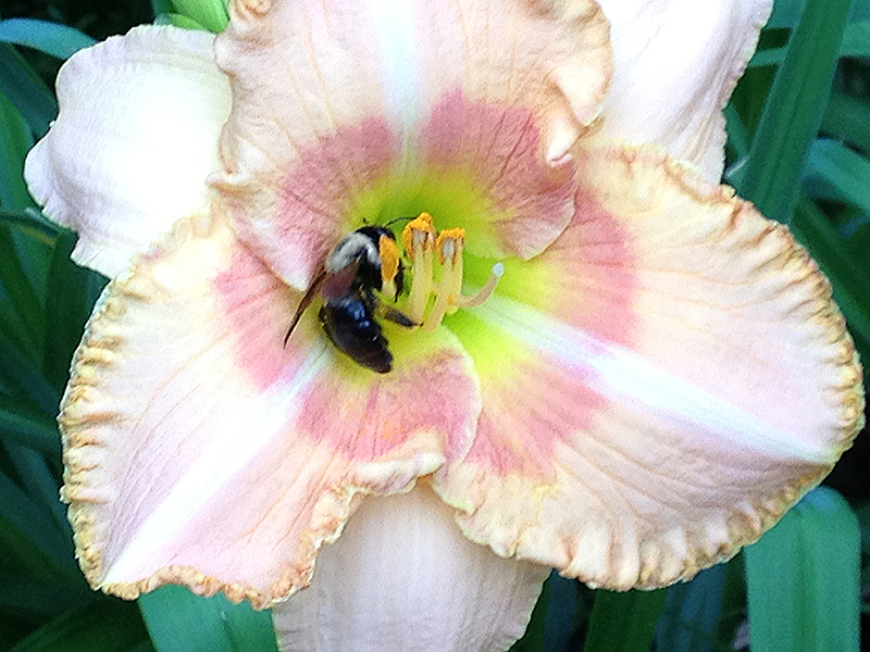 Daylily Wisest of Wizards