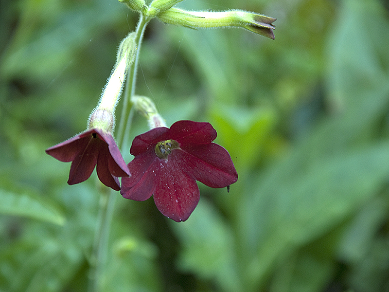 Nicotiana Baby Bella Antique Red