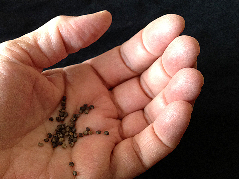 Lavatera seeds