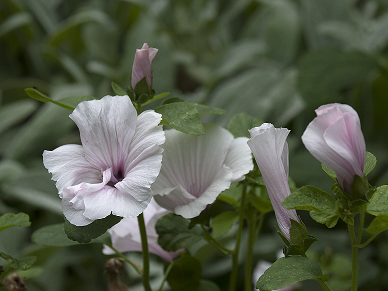 Lavatera Pink Blush