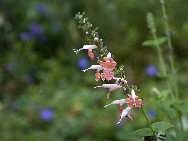 Salvia coccinea Brenthurst