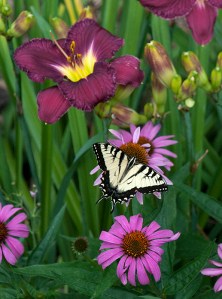 butterfly and flowers