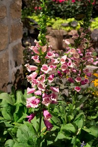 pink foxgloves