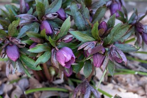 Hellebore