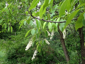 Wild black cherry (Prunus serotina)