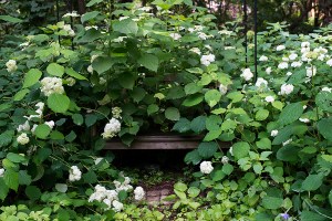 Bench swallowed by hydrangeas, 2013