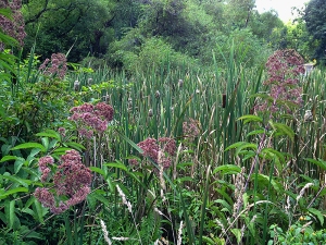 Wetland habitat, western Pennsylvania
