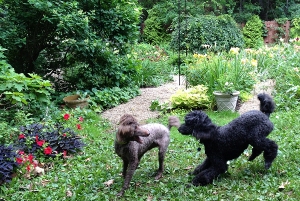 Poodle play