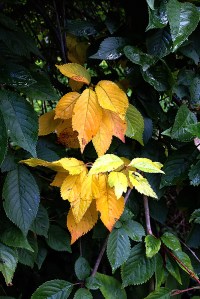Weeping cherry leaves