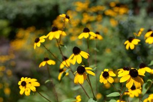 Rudbeckia triloba