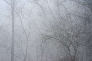 Whiteout in the woods