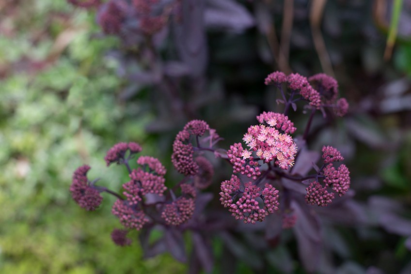Sedum 'Purple Emperor'
