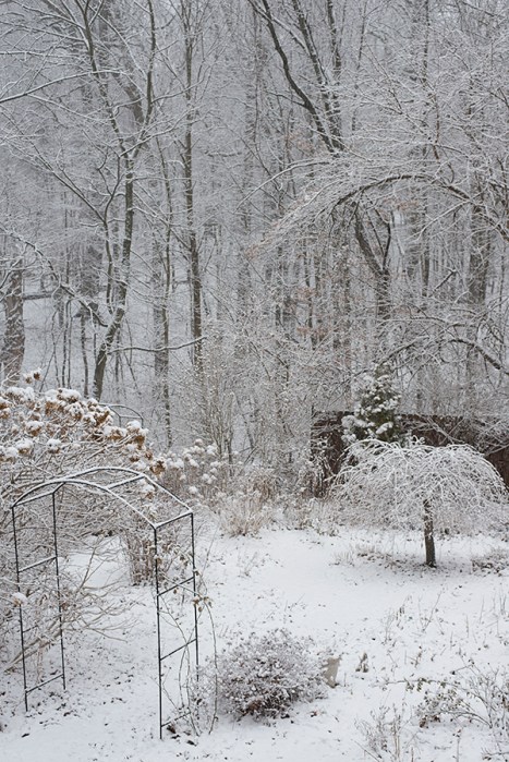 February snow in the lower garden