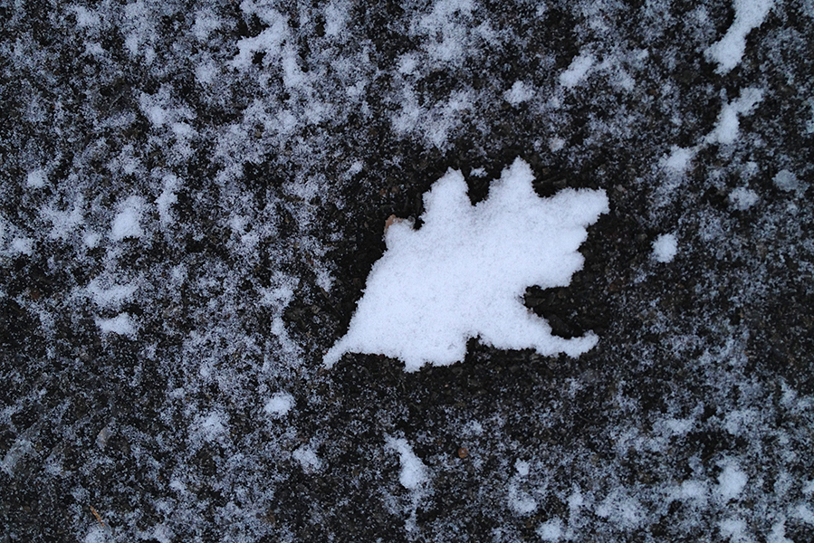 oak leaf snow
