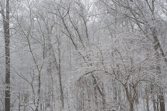 Snowy wood