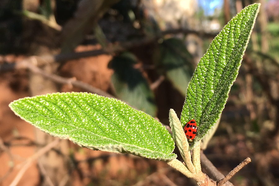ladybugleaf