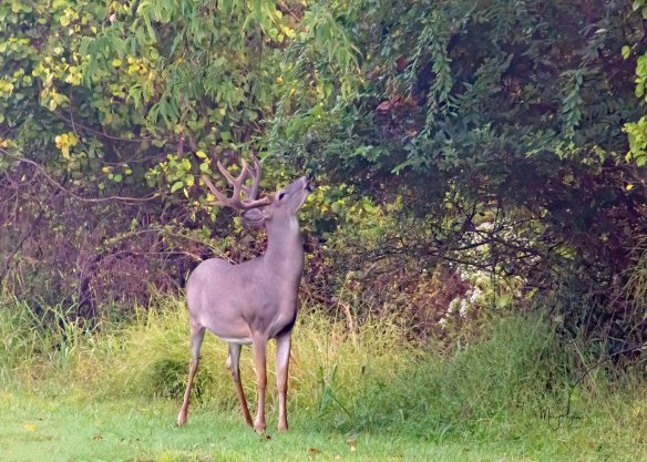 MPdeer1