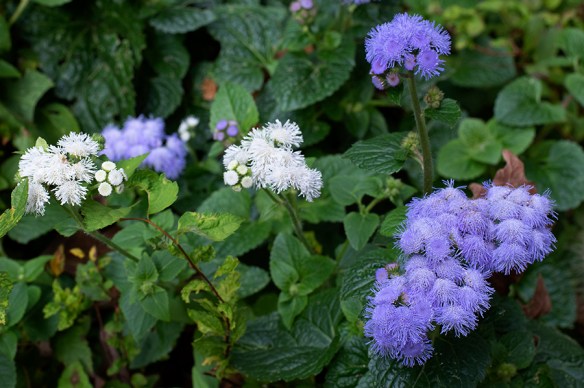 ageratum