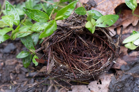 tinynest