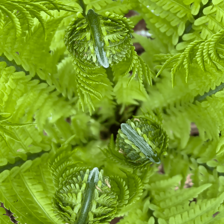 In the center of the fern