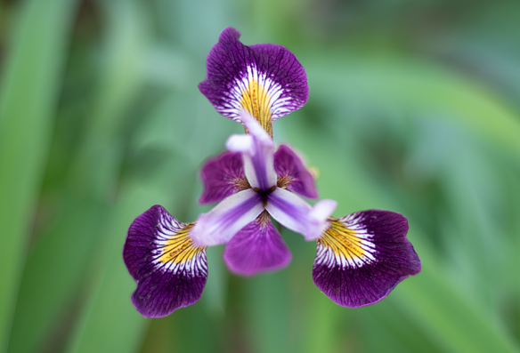 <em>Iris versicolor</em> 'John Wood'