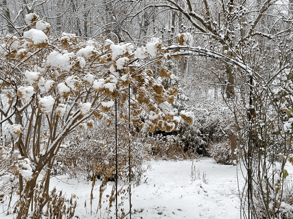snowy arbor