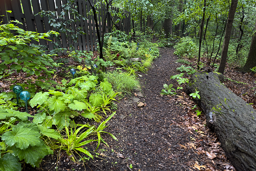 Woodland walk after rain
