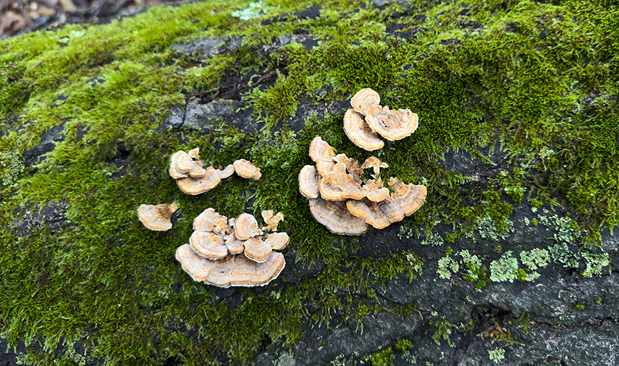 Mushrooms growing on a mossy log