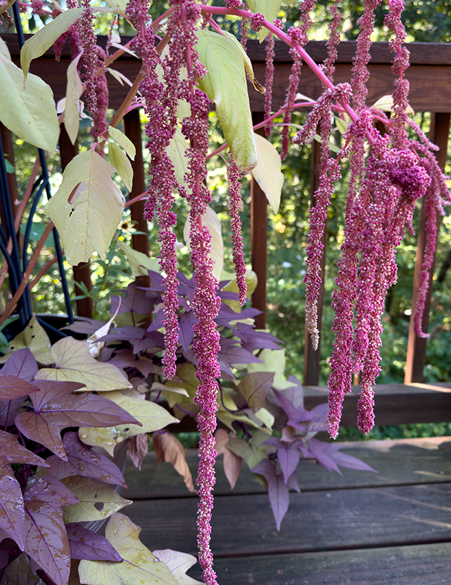 Amaranth flowers